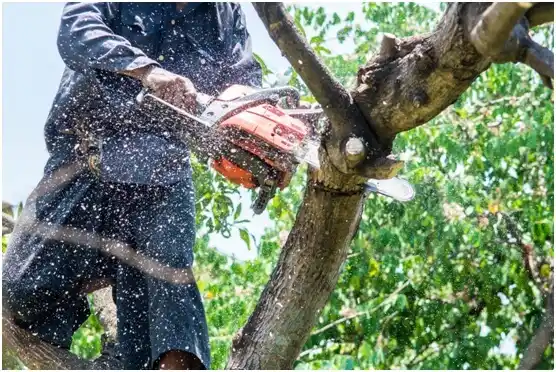 tree services West Haven